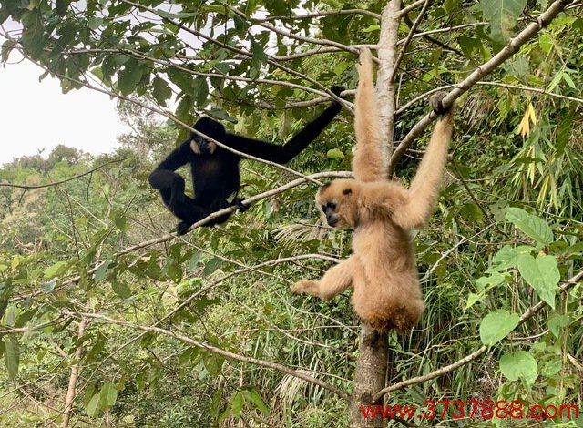 5 cá thể vượn đen má hung được ‘về nhà mới’ tại vườn quốc gia Tà Đùng - Ảnh 1.